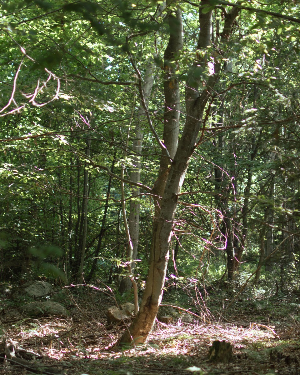 Forest Project, OSA Ochs Schmidhuber Architekten